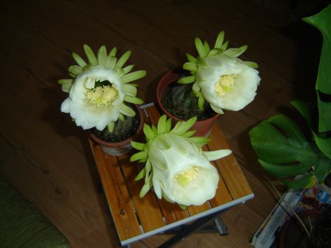 dsc07395.jpg