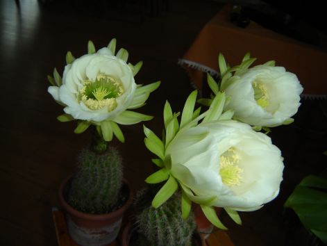 dsc07396.jpg