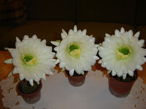 dsc07416.jpg